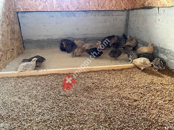 Wachtelzucht Montlingen