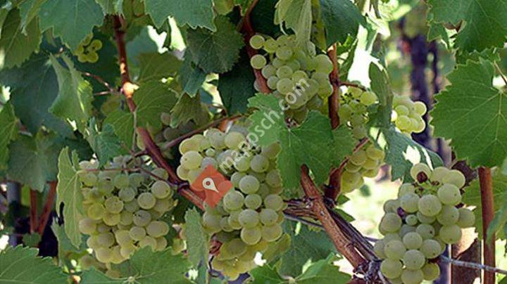 Weinbau und Rebschule Löw